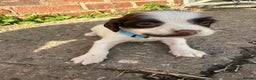 English Springer Spaniel dogs for sale: KC Springer spaniel puppies  - Advert 9