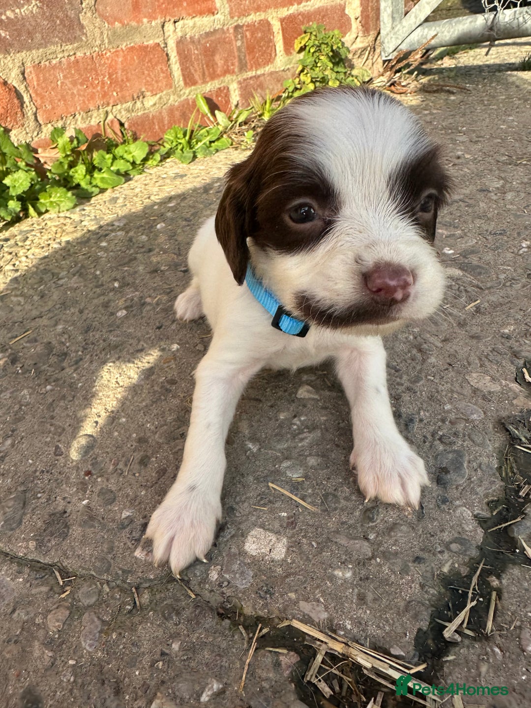 English Springer Spaniel dogs for sale: KC Springer spaniel puppies  - Advert 9