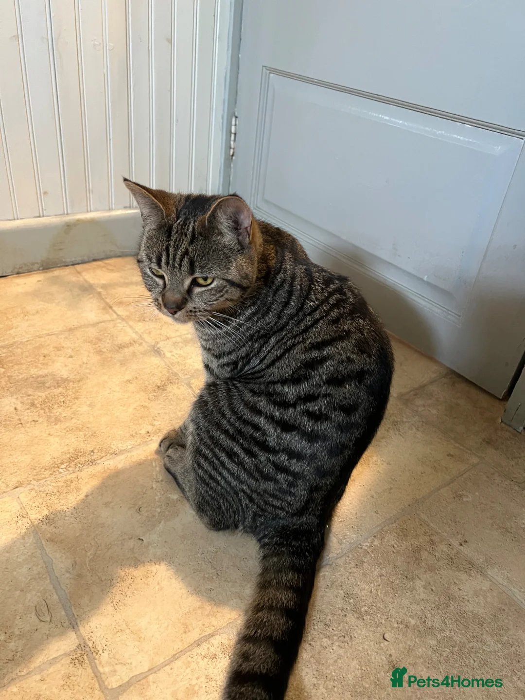 Mixed Breed cats for sale: Female cat and male baby - Advert 1