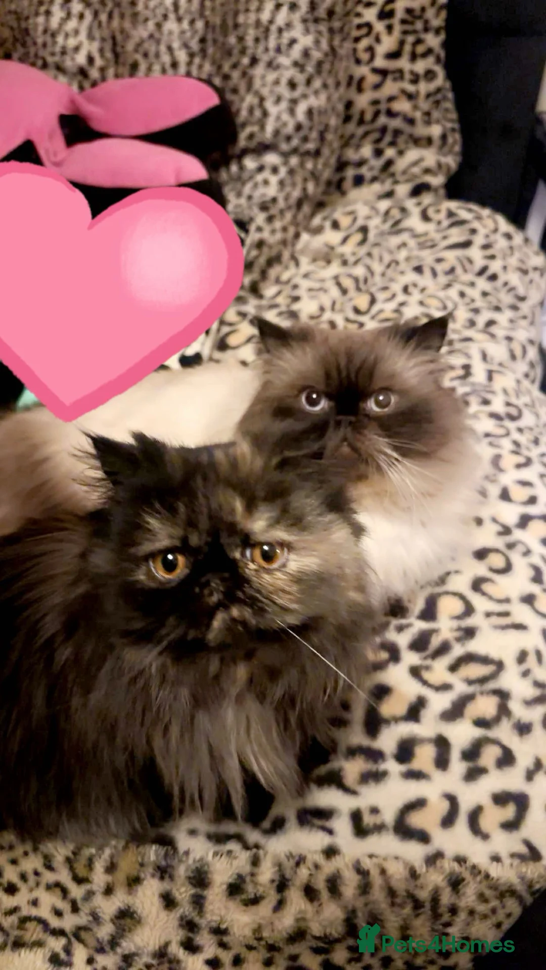 Persian cats for sale: Persians for rehoming  - Advert 1
