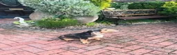 Cocker Spaniel dogs for sale: lyncham cocker spaniels - Advert 4