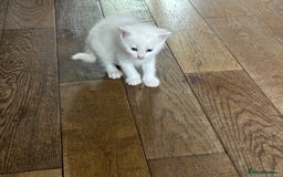 Mixed Breed cats for sale: Mixed Persian and Turkish Angora Kittens  - Image 3