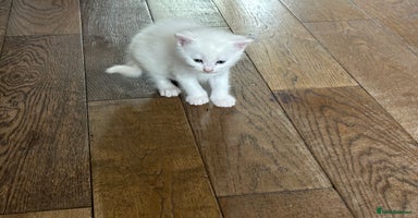 Mixed Breed cats - Advert 4