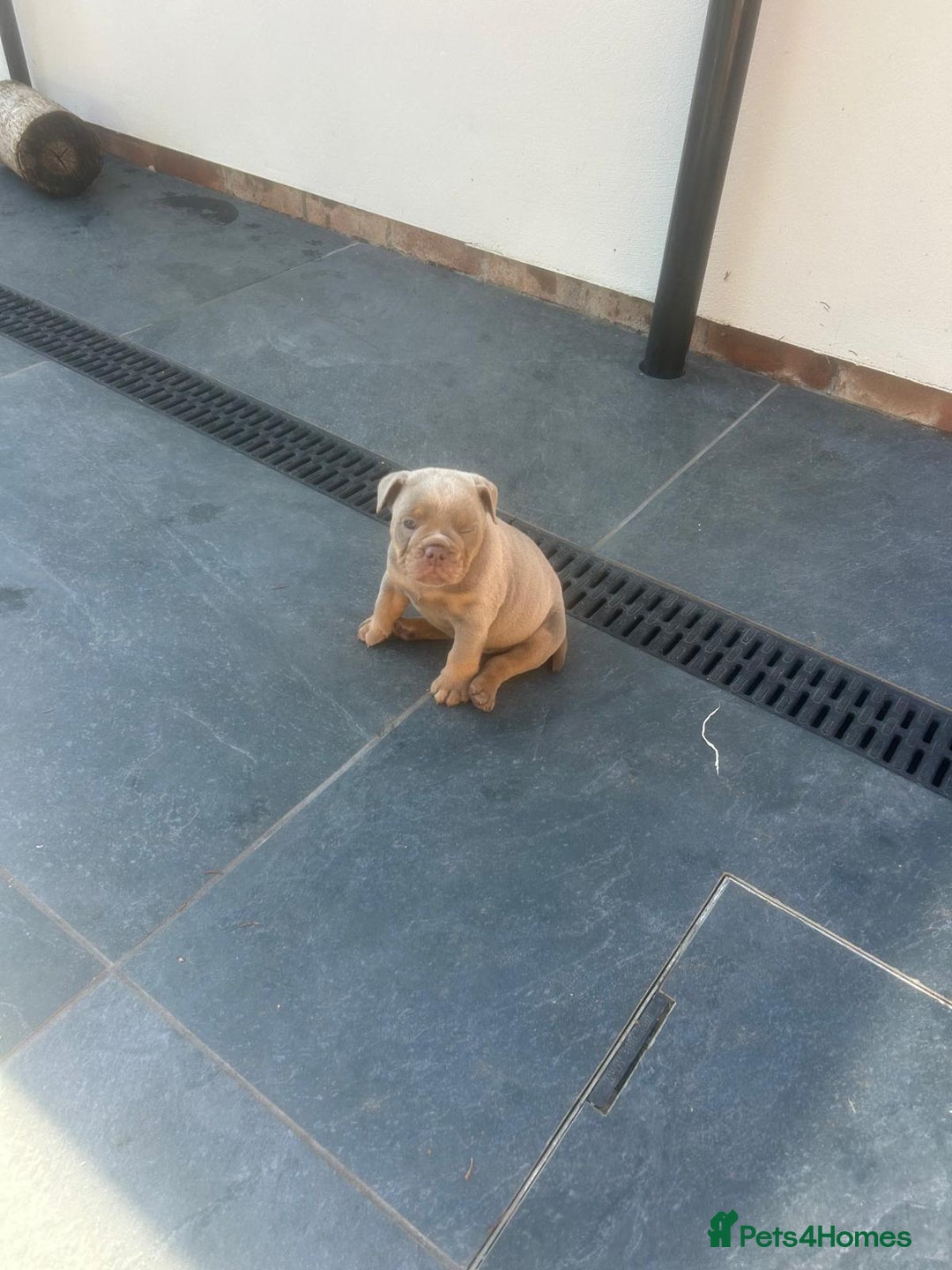 Olde English Bulldogge dogs for sale: Olde English Bulldog Puppies - Image 10