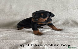Dobermann dogs for sale: Beautiful European KC reg Doberman Puppies - Image 15