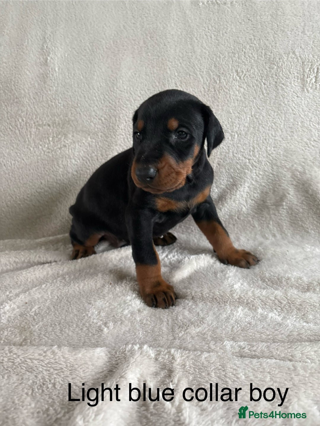 Dobermann dogs for sale: Beautiful European KC reg Doberman Puppies - Image 15