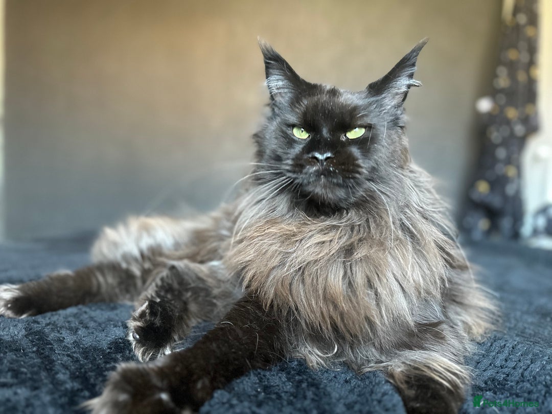 Maine Coon cats for sale: Male maine coon needs home - Advert 1