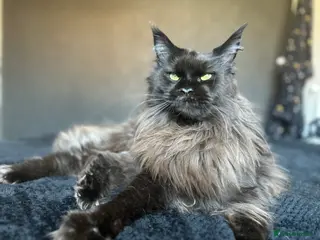 Maine Coon cats Maine coon male 7kg needs new home - Advert 8