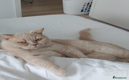 Brazilian Shorthair cats for stud: Cream British Shorthair For Stud - Image 1