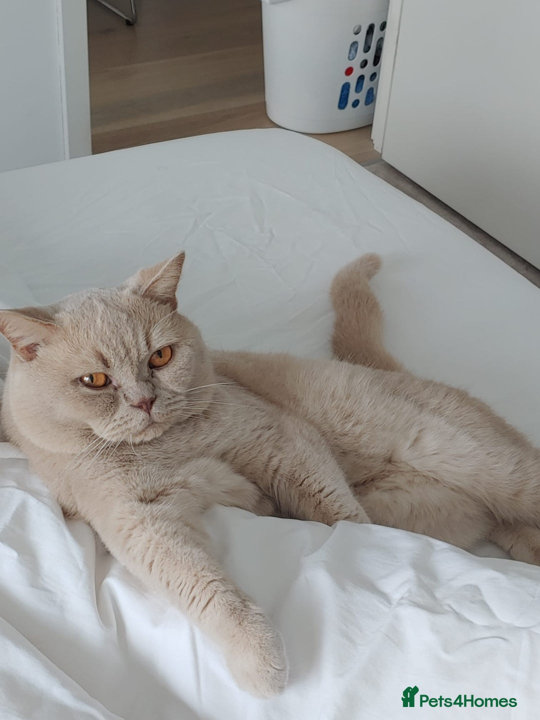 Brazilian Shorthair cats for stud: Cream British Shorthair For Stud - Image 1