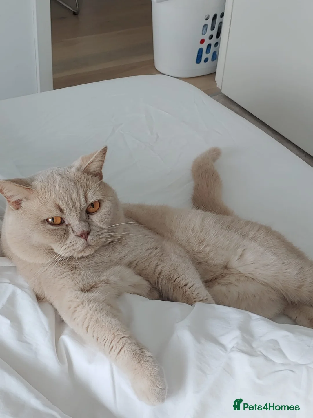 British Shorthair cats for stud: Cream British Shorthair For Stud - Advert 1