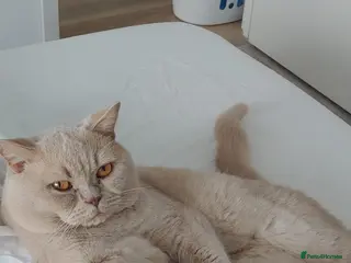 British Shorthair cats Cream British Shorthair For Stud - Advert 1