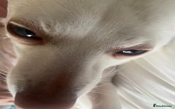Pomchi dogs for sale: Mr Pennington marshmallow Grabowski  - Image 3