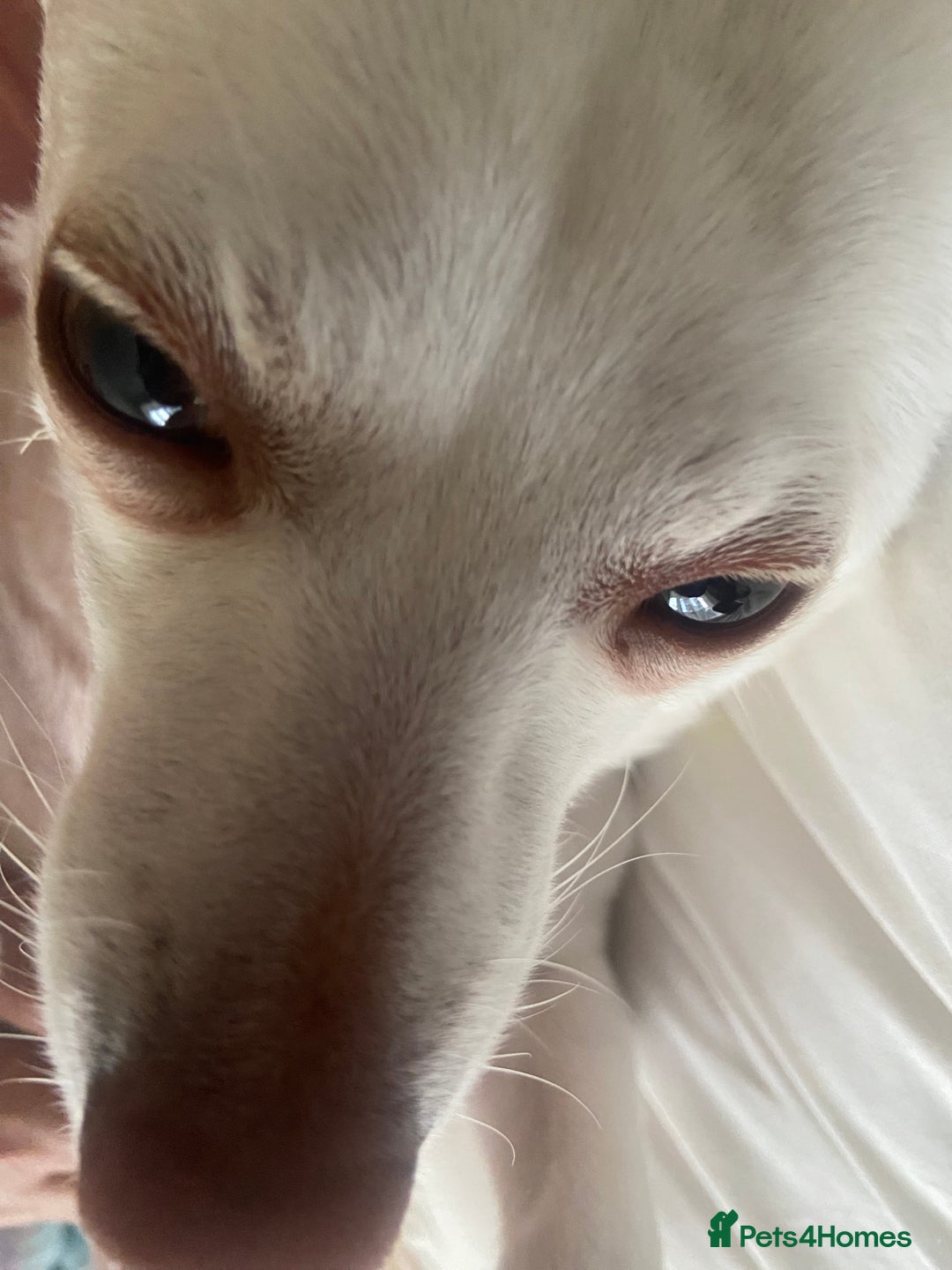 Pomchi dogs for sale: Mr Pennington marshmallow Grabowski  - Image 3