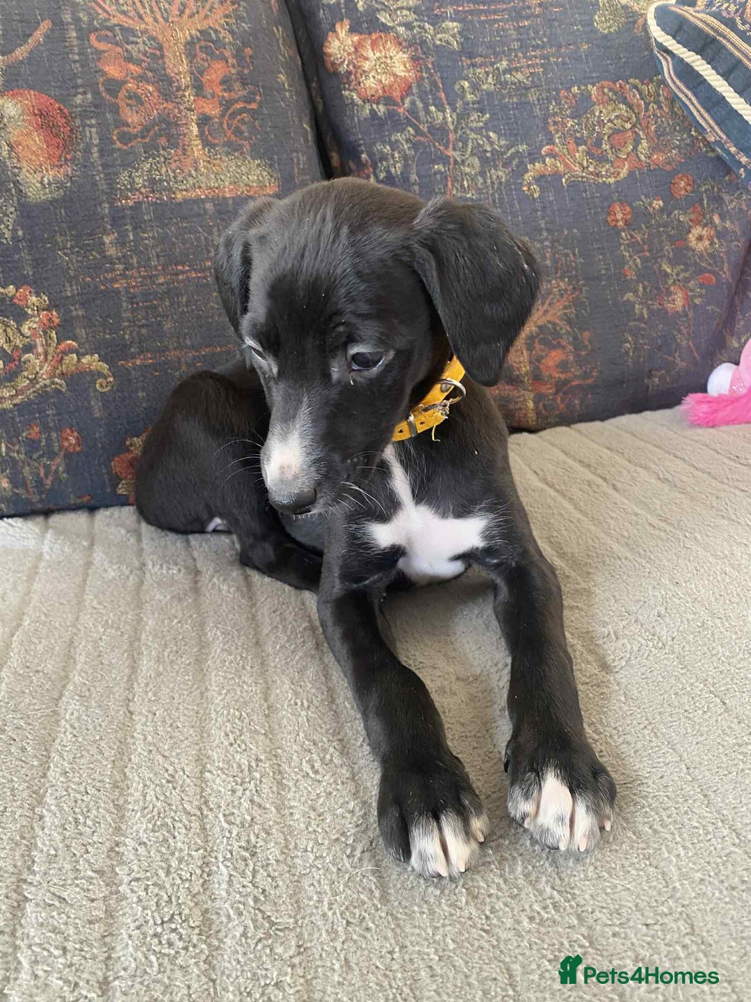 Mixed Breed dogs for sale: Beautiful Saluki x Whippet puppies - Advert 18