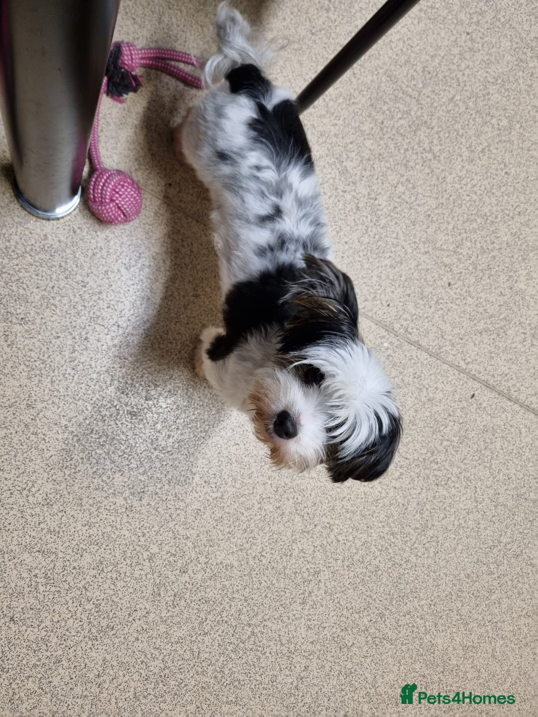 Yorkshire Terrier dogs for sale: ❤️ DNA Tested parents ❤️ Yorkie puppies  - Advert 2