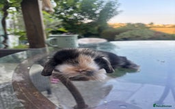 Mini Lop rabbits for sale: Stunning Mini Lop Bunnies🤍🌾 - Image 3