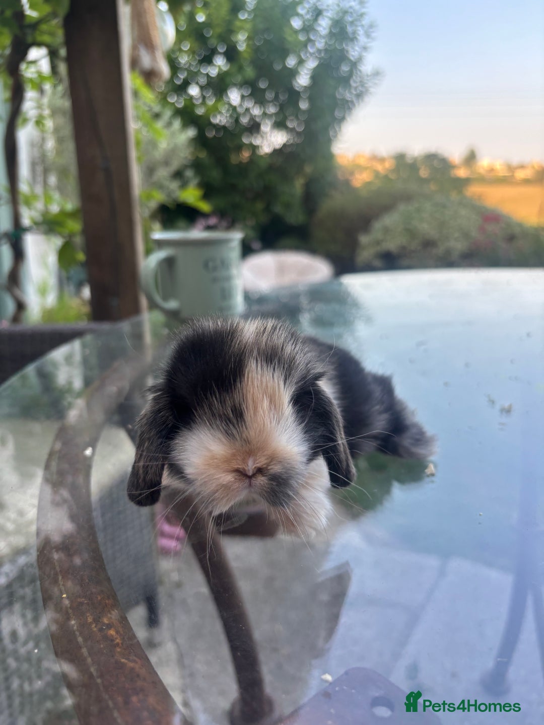 Mini Lop rabbits for sale: Stunning Mini Lop Bunnies🤍🌾 - Image 3