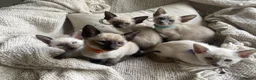 Siamese cats for sale: Last girl lilac point left  - Advert 6