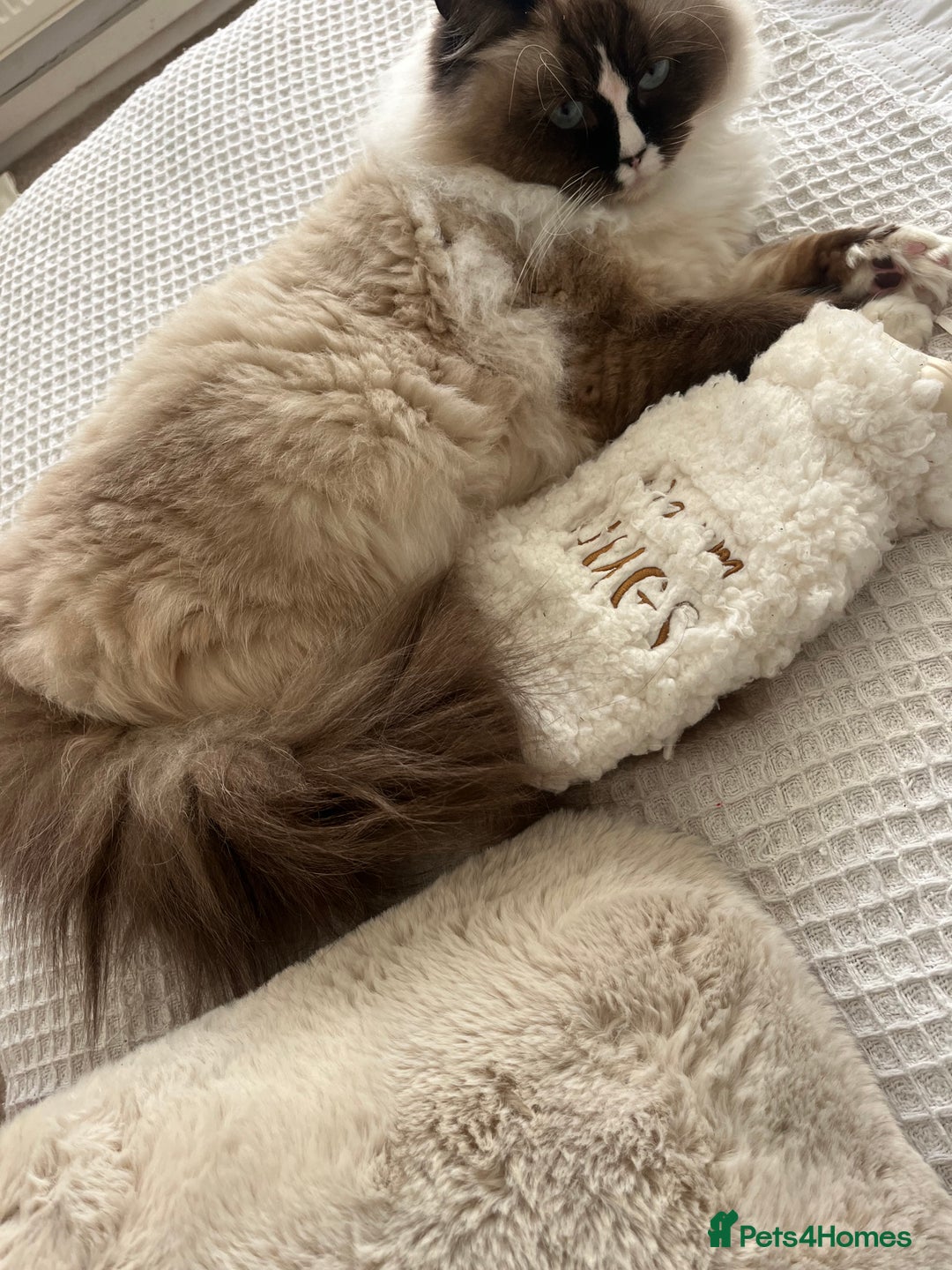 Ragdoll cats for sale: 11 month old ragdoll female  - Advert 2