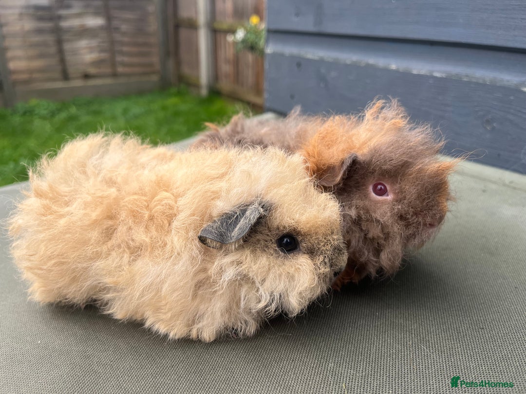 Guinea Pig rodents for sale: 3 FLUFFY ALPACA GIRLS AVAILABLE 🩷 - Advert 2