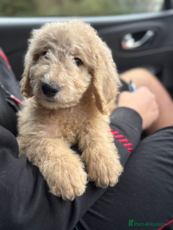 Bernedoodle dogs - Advert 4