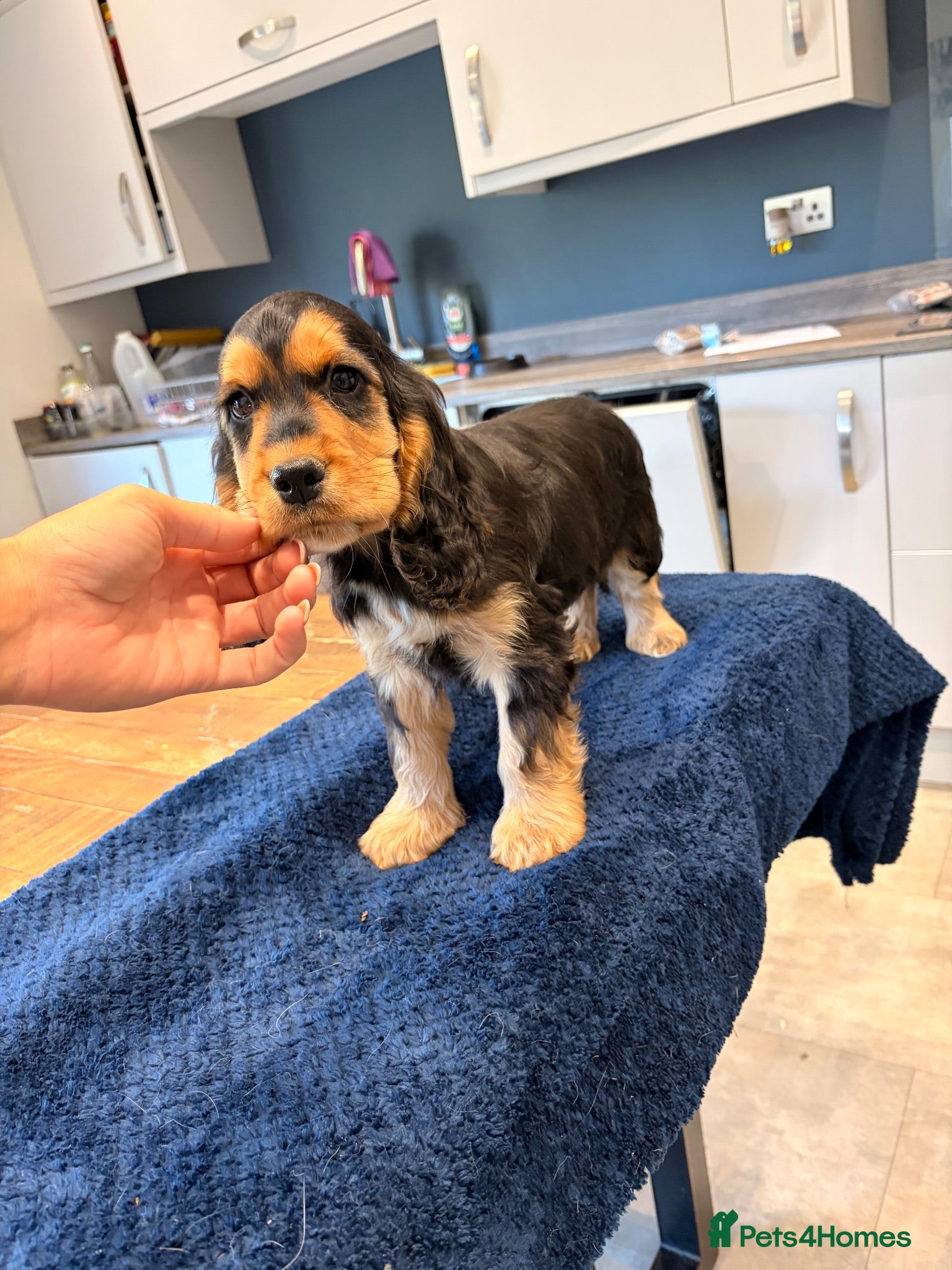 Cocker Spaniel dogs 💙Quality KC Reg Boy Ready Now 💙 - Advert 6