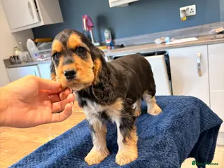 Cocker Spaniel dogs 💙Quality KC Reg Boy Ready Now 💙 - Advert 6