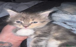 Maine Coon cats for sale: Mainecoons x ragdoll - Image 5