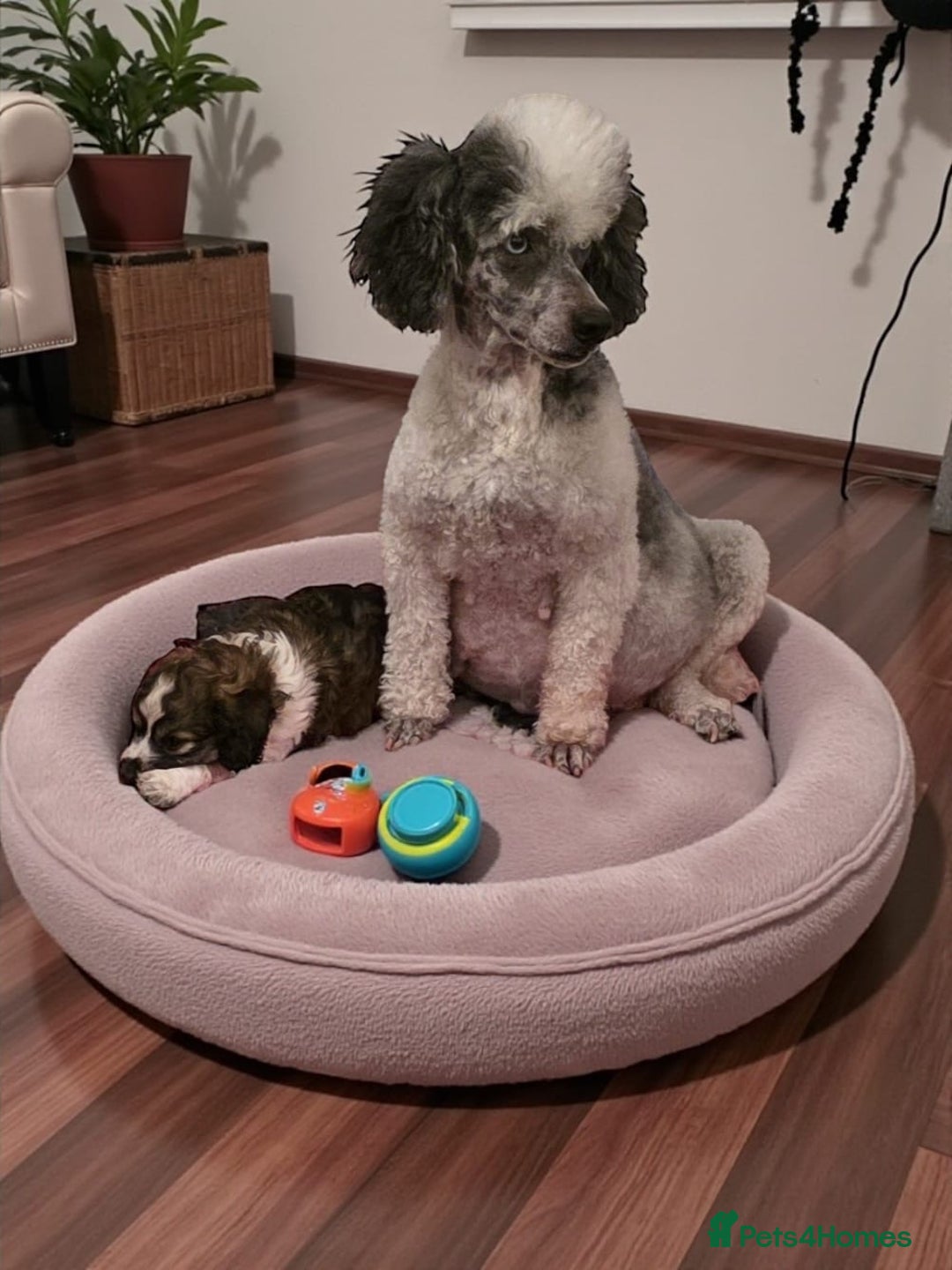 Cockapoo dogs for sale: F1 COCKAPOO BOY - Advert 9