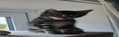 Maine Coon 1