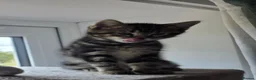 Maine Coon cats for sale: Maine coon x British shorthair  - Advert 7