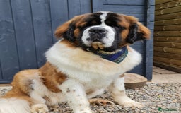 Saint Bernard dogs for stud: Stunning KC reg saint Bernard for stud.  in Chester - Image 10