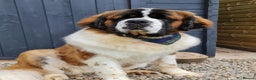 Saint Bernard dogs for stud: Outstanding KC reg saint Bernard for stud.  in Chester - Advert 10