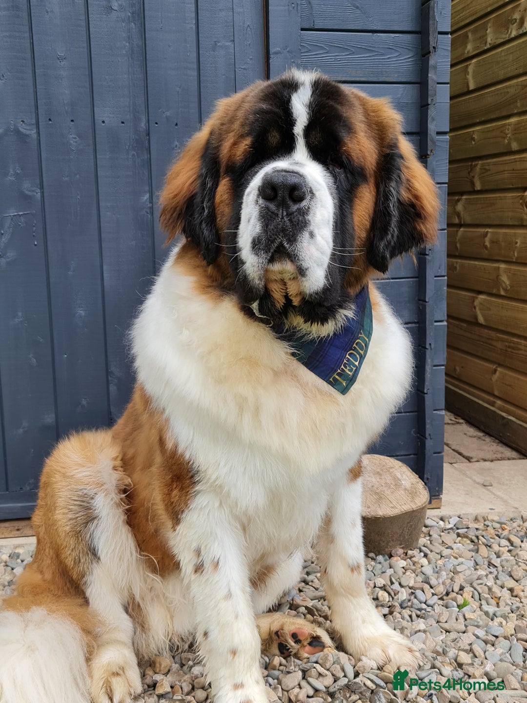 Saint Bernard dogs for stud: Stunning KC reg saint Bernard for stud.  in Chester - Image 10