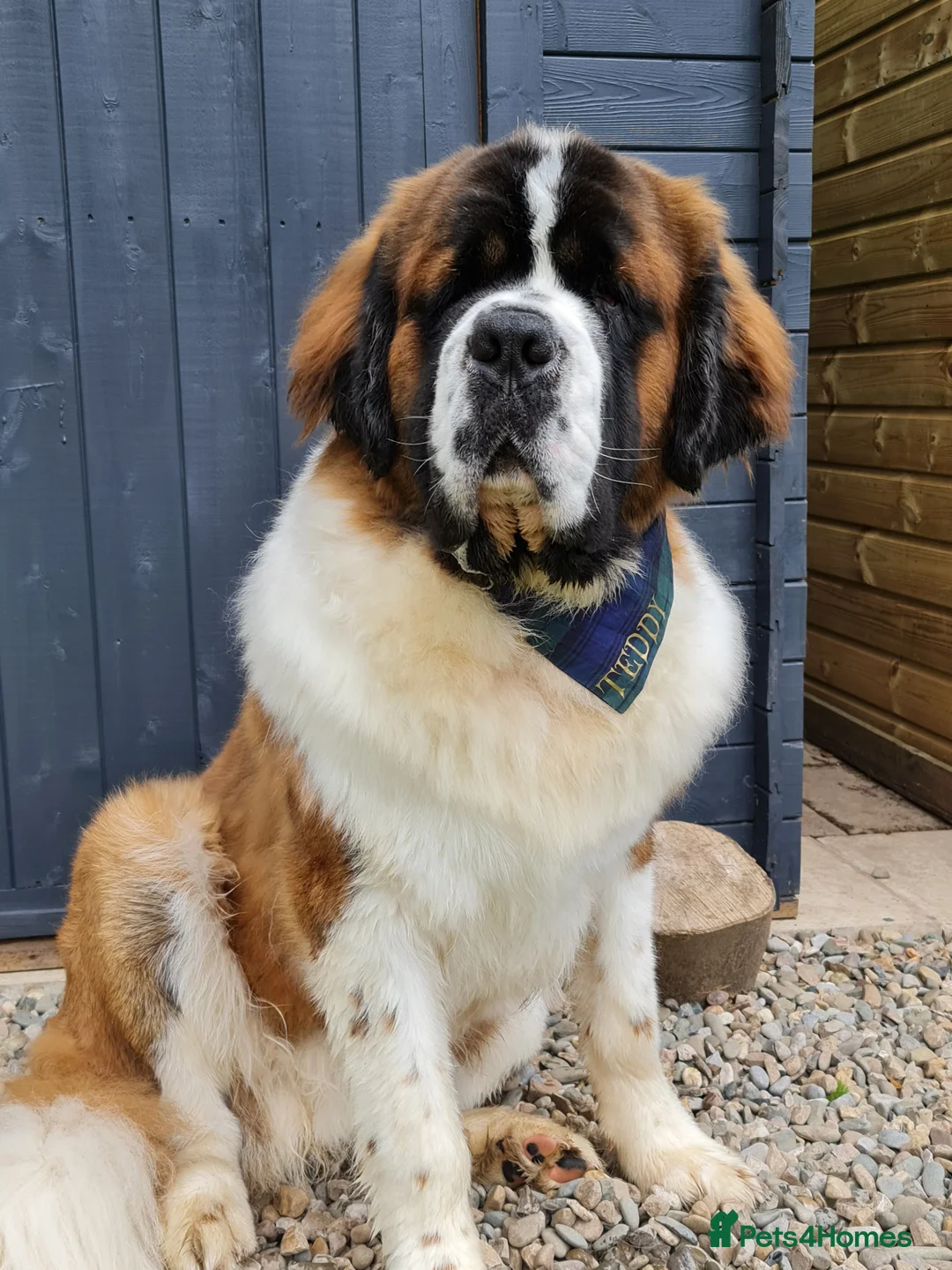 Saint Bernard dogs for stud: Outstanding KC reg saint Bernard for stud.  in Chester - Advert 10