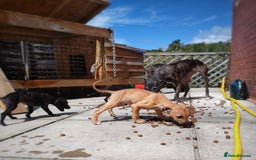 Mixed Breed dogs for sale: Lurcher puppies  - Image 8