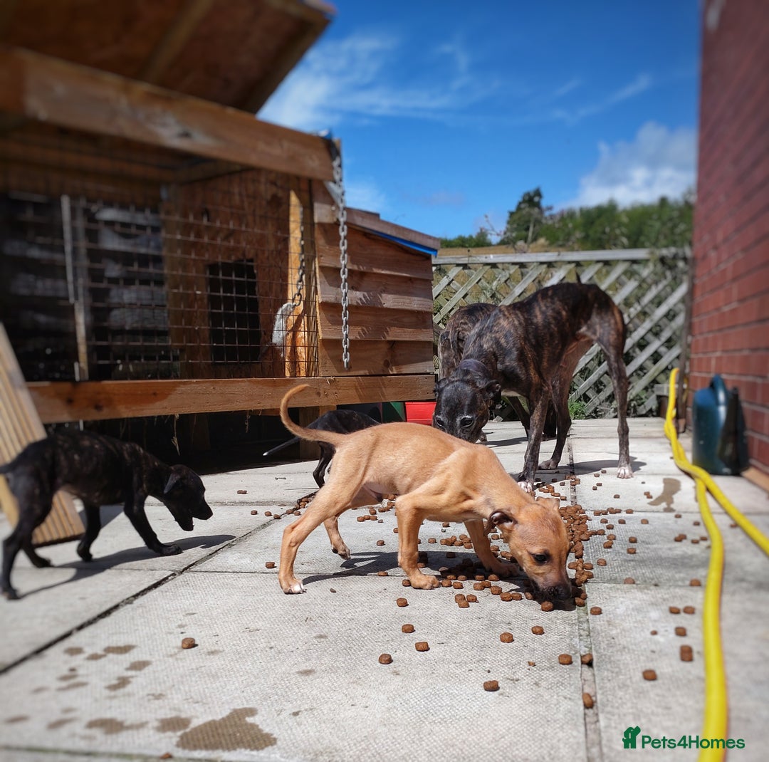 Mixed Breed dogs for sale: Lurcher puppies  - Image 8