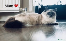 Ragdoll cats for sale: Stunning quality Ragdoll kittens - must see!!! - Image 9