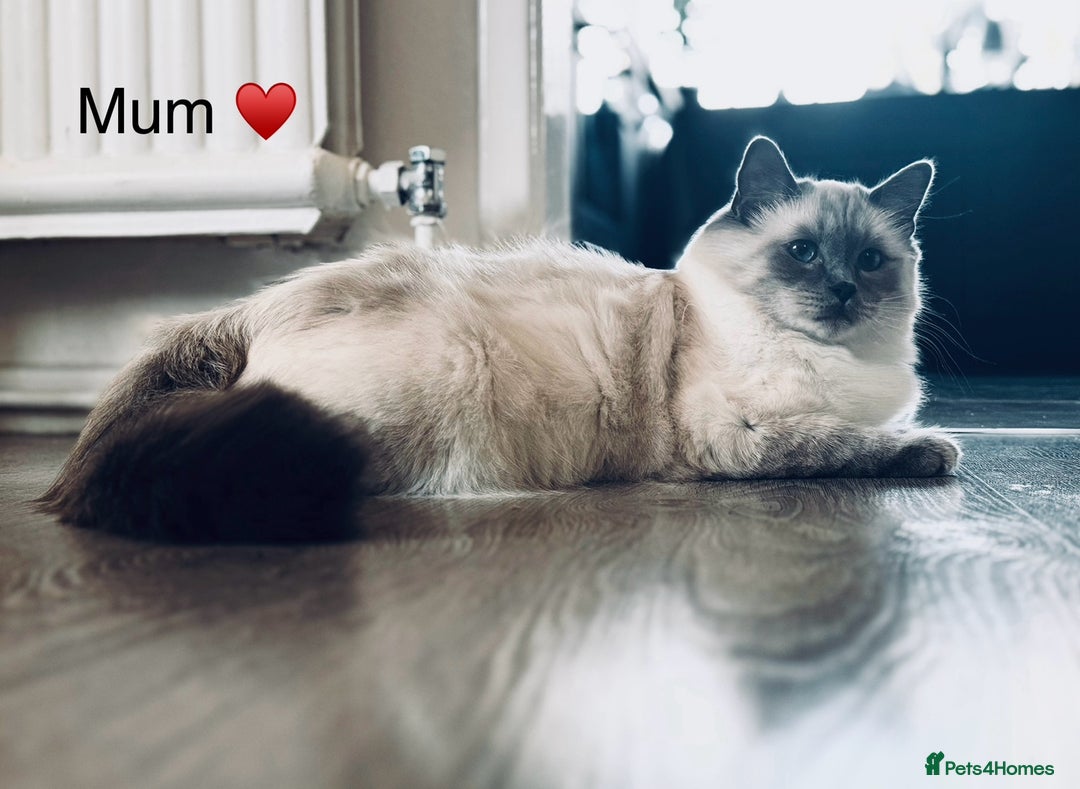 Ragdoll cats for sale: Stunning quality Ragdoll kittens - must see!!! - Image 9
