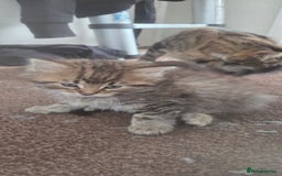 Mixed Breed cats for sale: Mixed breed kittens  - Image 2