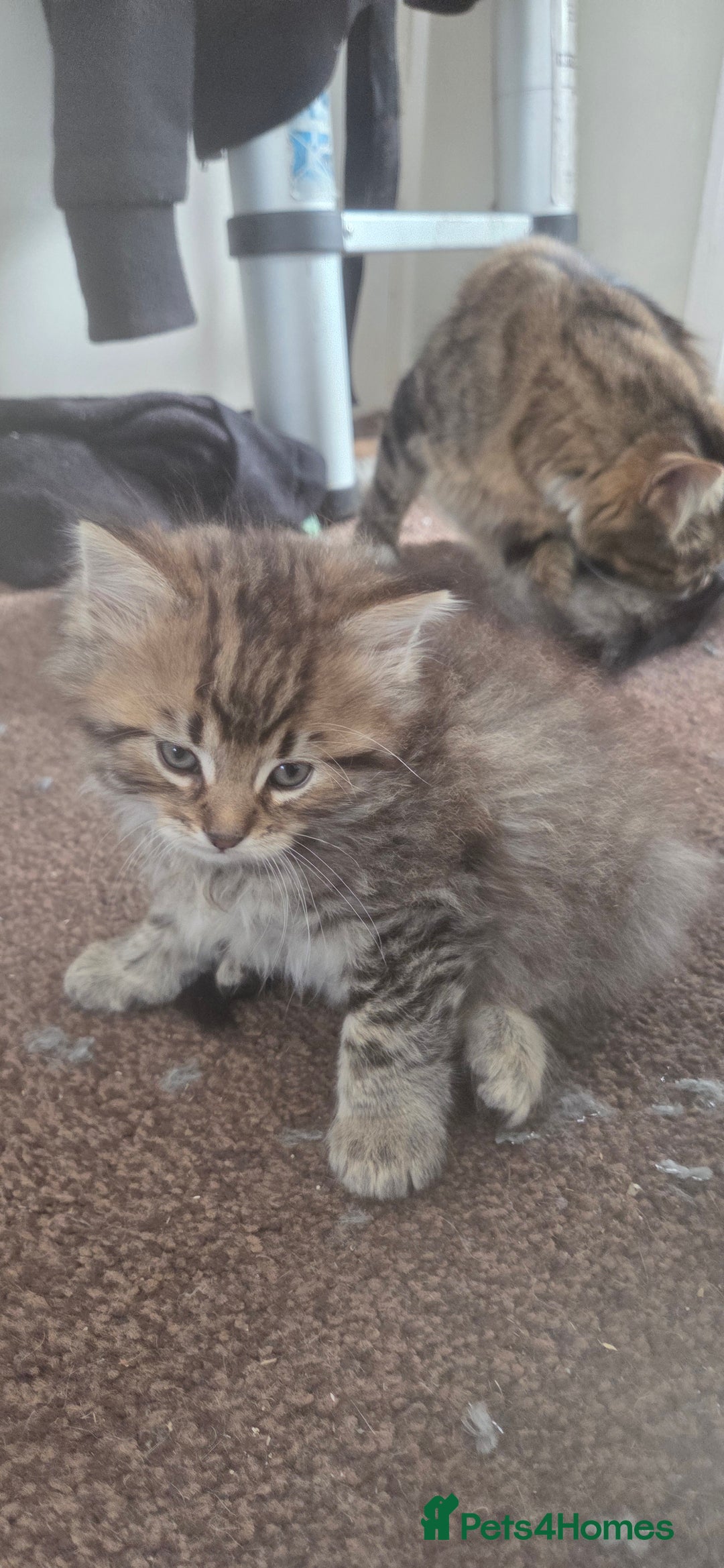 Mixed Breed cats for sale: Mixed breed kittens  - Image 2