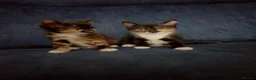 Mixed Breed cats for sale: 2 sweet girls  - Advert 3