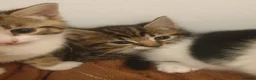 Mixed Breed cats for sale: Sweet Kittens Raised with Love and Children - Advert 22