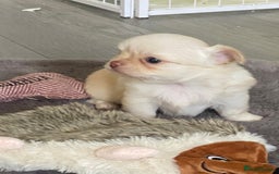 Chihuahua dogs for sale: ❌❌❌ Beautiful Chihuahua Pupppies ❌❌❌ - Image 2
