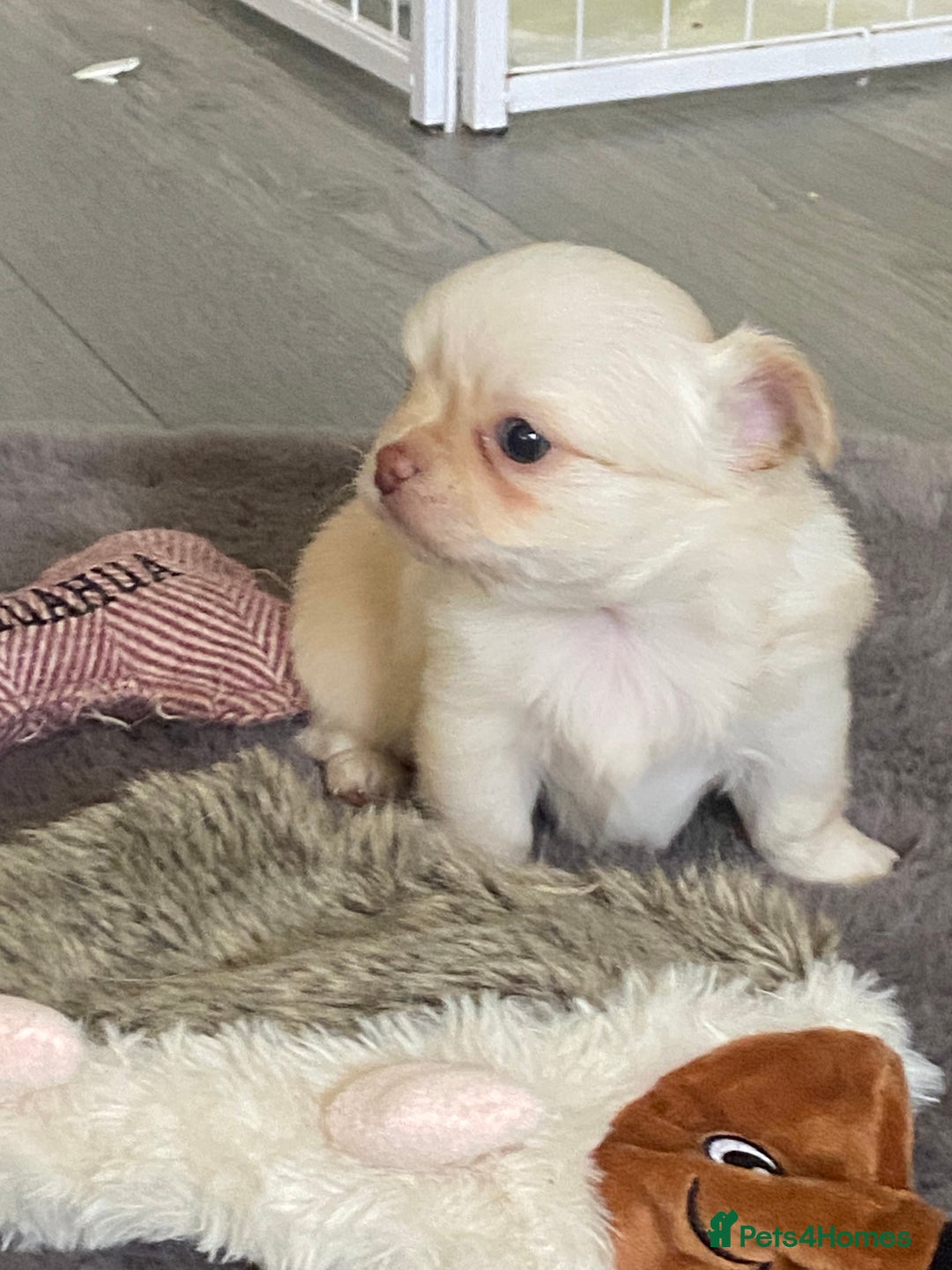 Chihuahua dogs for sale: ❌❌❌ Beautiful Chihuahua Pupppies ❌❌❌ - Image 2
