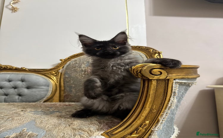 Maine Coon cats - Advert 6