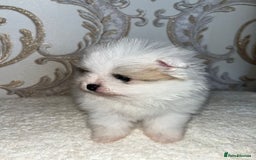Pomeranian dogs for sale: Kc Registered Pomeranian Pups - Image 15