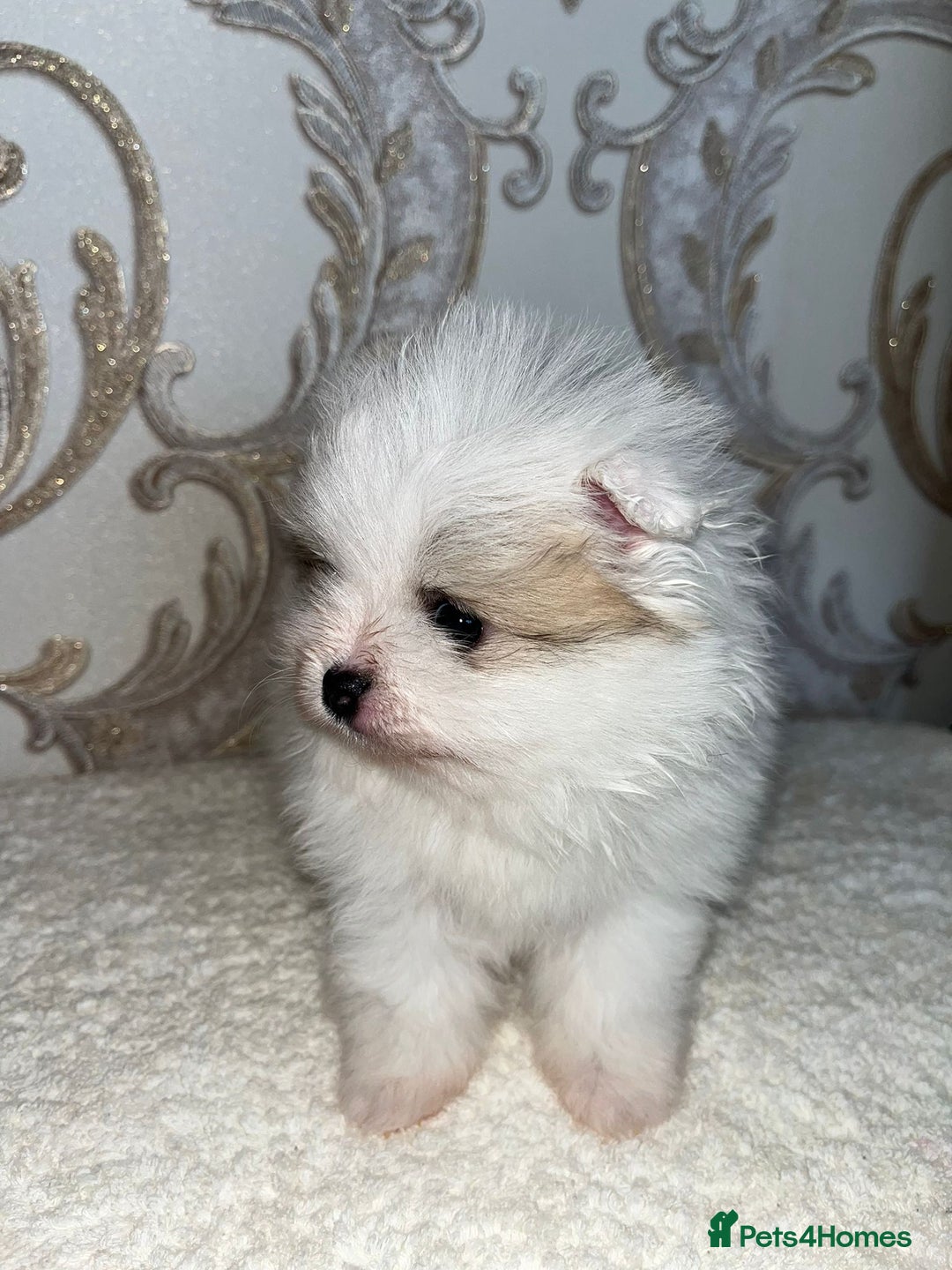 Pomeranian dogs for sale: Kc Registered Pomeranian Pups - Image 15