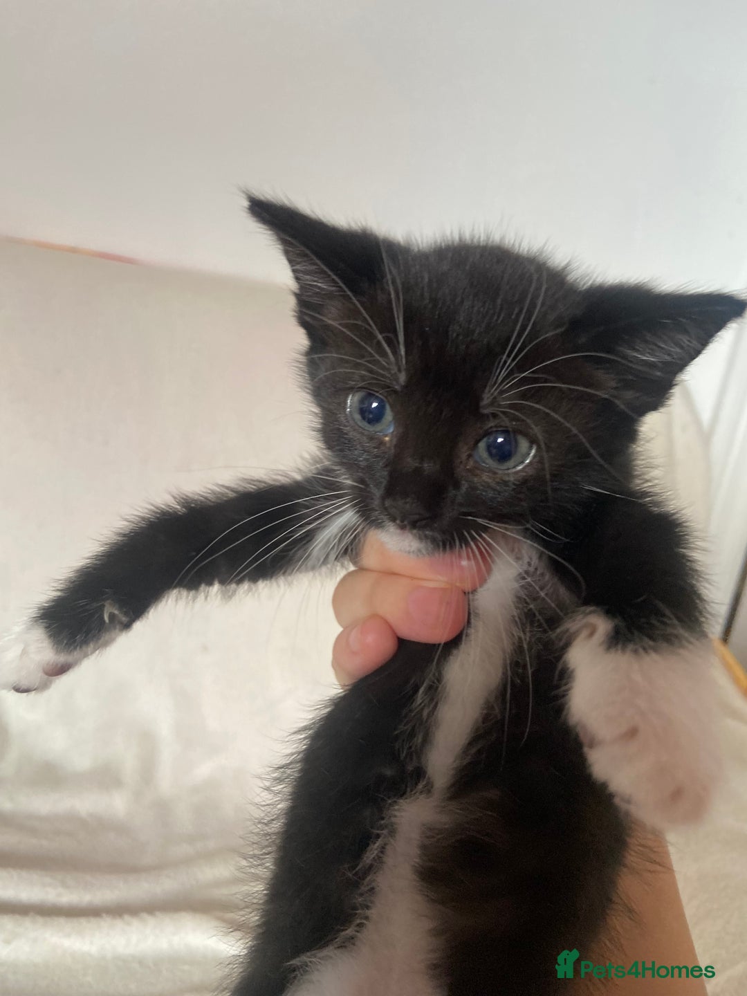 Mixed Breed cats for sale: Mixed Litter of 6 Kittens Different Personalities - Image 9